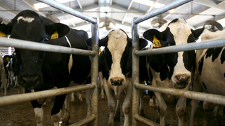 The World Will Need More Than Fancy Whoppers to Fix Its Methane Problem
